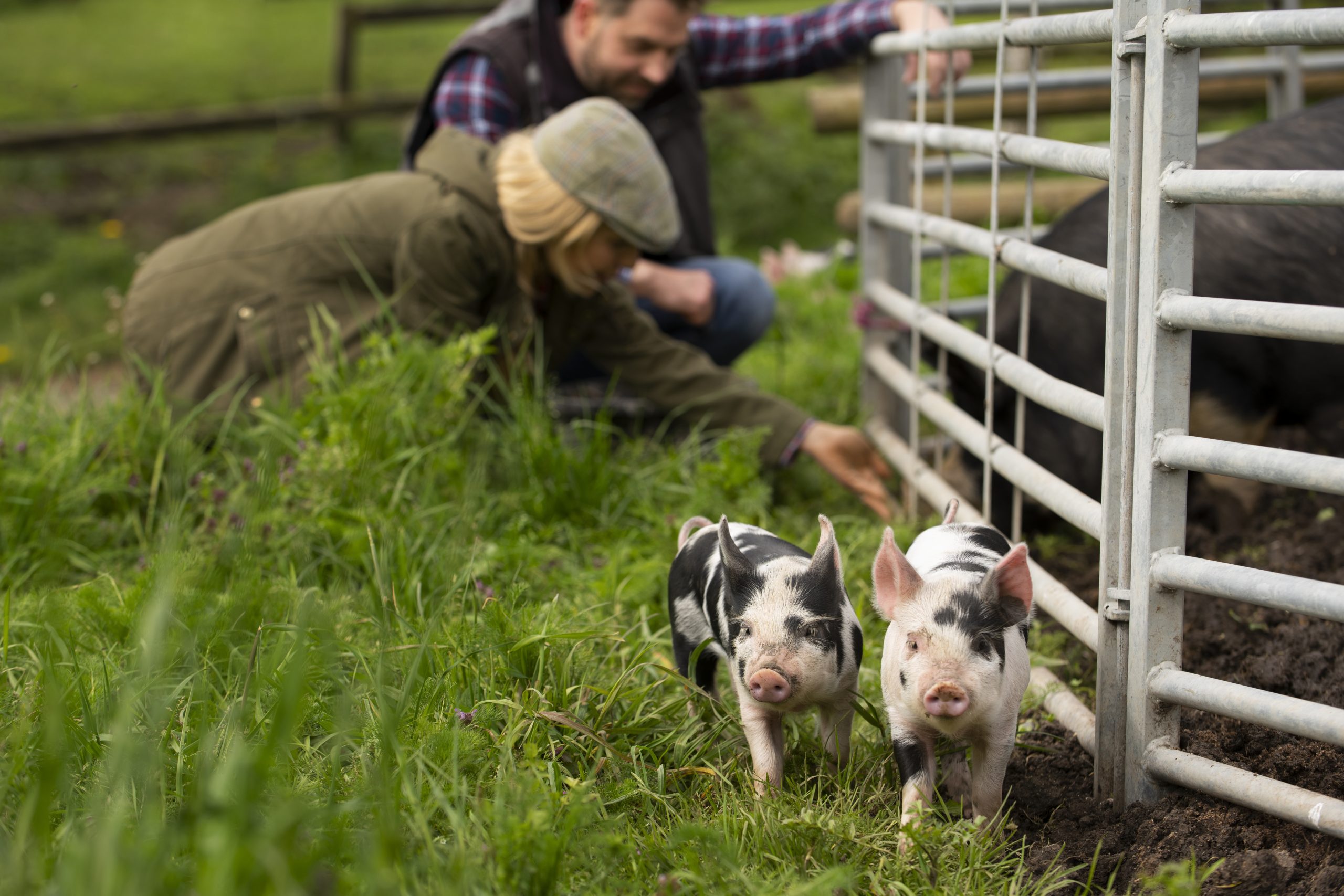 Livestock (Hog Raising)